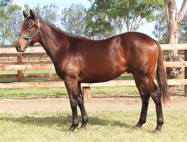 Lot 58 - Redoutes Choice x Grisi colt. Out of a half-sister to three stakes winners form the family of Lonhro. Click to view.