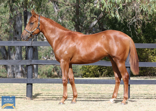 Redzoust a $510,000 Magic Millions yearling