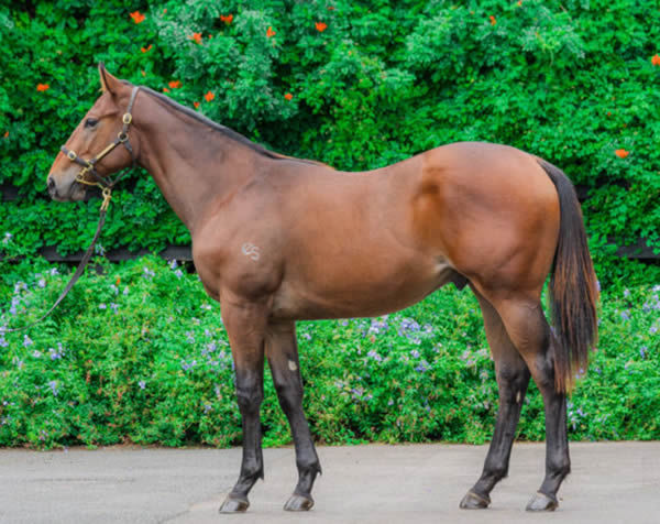 $400,000 Inglis Easter yearling, Reigning King is the last foal from Courgette.