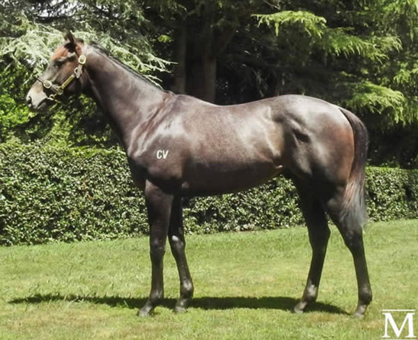 Reliable Team as a yearling.