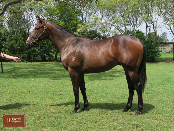 Revengeance was a $100,000 Inglis Classic purchase.