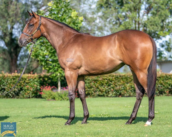 Revolutionary Miss was a Magic Millions yearling.