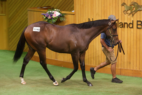 A colt by Ribchester out of The Grey Lady fetched $160,000 to the bid of John Foote. Photo: Trish Dunell