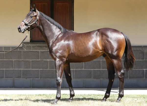 Riched a $60,000 Inglis Classic yearling