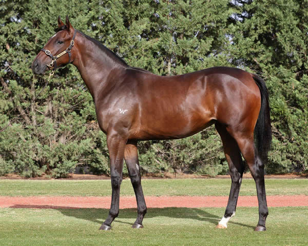 Rich Hips a $130,000 Inglis Premier Yearling