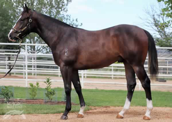 Ringbolt as a yearling