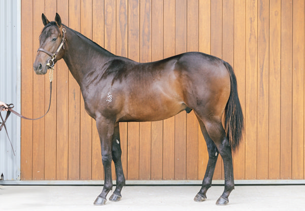 Ripley Was A $100,000 Weanling Followed By Selling For $650,000 As A Yearling