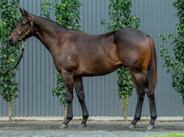 Rivellino was a $180,000 Inglis Classic purchase.