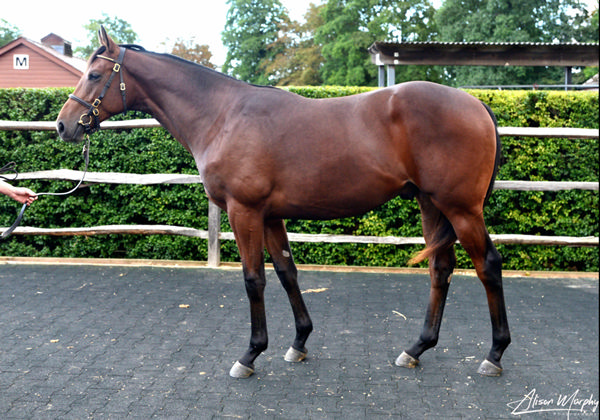 River Tiber was the highest priced colt by his sire at Tattersalls October Book 1.