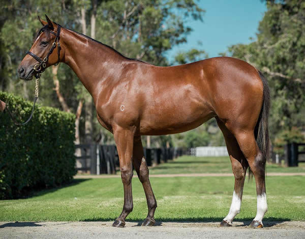 Rocha Clock a $200,000 Easter Yearling