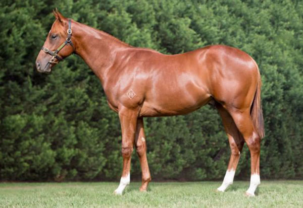 Rock Artist as a yearling.