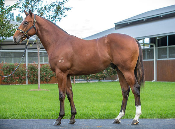 Rocket Scientist an $850,000 Inglis Easter yearling