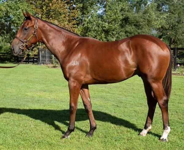 Aussie bred Rocket Spade as a yearling