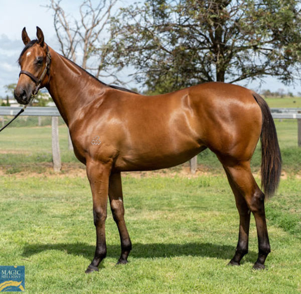 Rose of Shiraz as a yearling