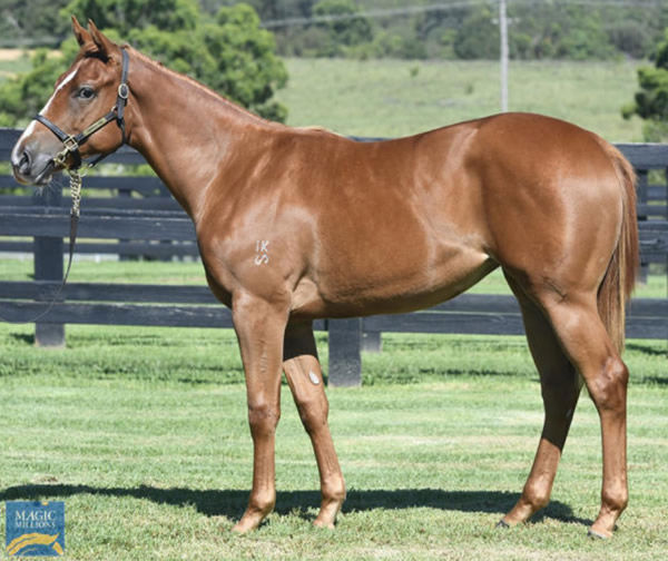Royal Merchant as a yearling, was bred and sold by Edinburgh Park. 