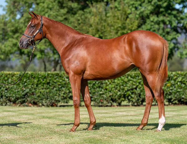 $850,000 Russian Revolution Filly Sets New Benchmark for Her Sire ...