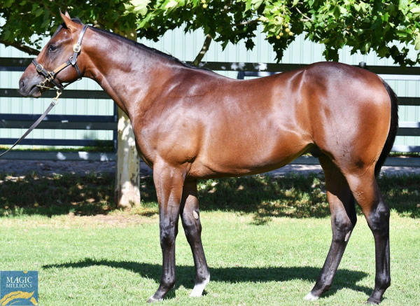 Lot 63- Russian Revolution colt from Fuhrnatic.