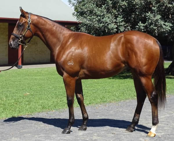 Rule of Law as a yearling