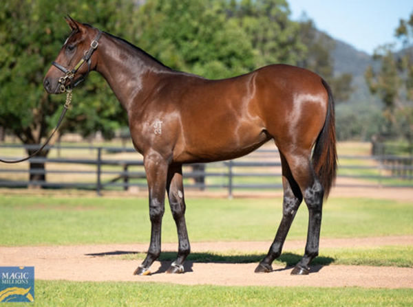 Runaway Vixen was a $370,000 Magic Millions purchase.