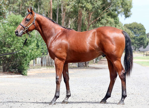 Russian Dancer was a $175,000 Inglis Premier purchase.