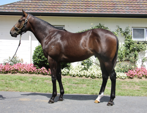 Lot 521 - Half-brother by Satono Aladdin (Jpn) to Mr Brightside, click to see his page.