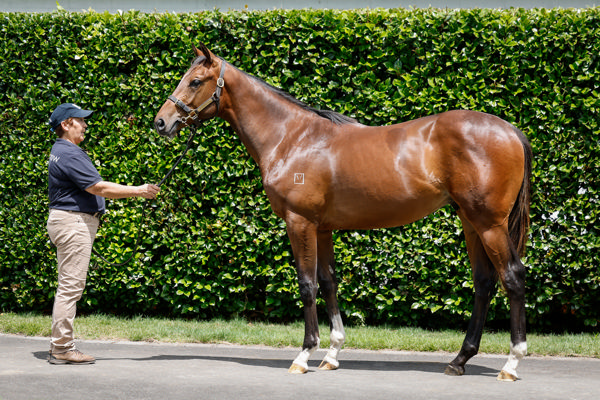 Lot 68 is a Satono Aladdin (Jpn) colt from Rasa Lila.