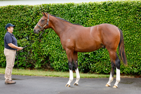Lot 199 is a Satono Aladdin (Jpn) colt from Topkapi.