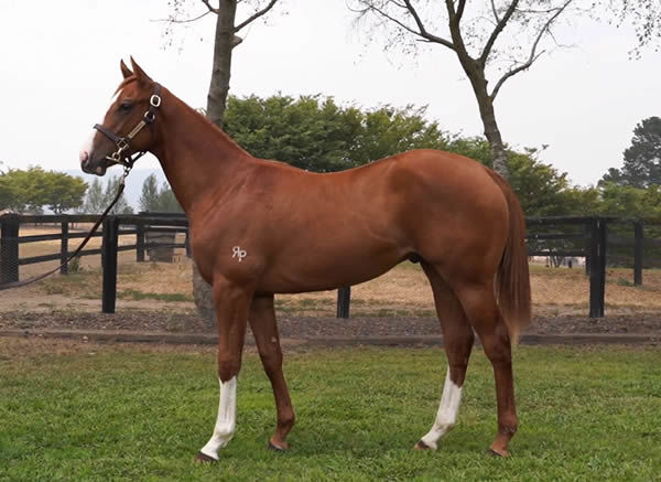 Sacred Field as a yearling.