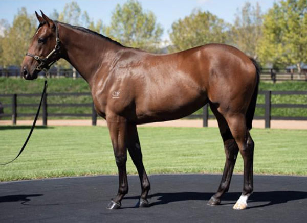 Sacred Snow as a yearling