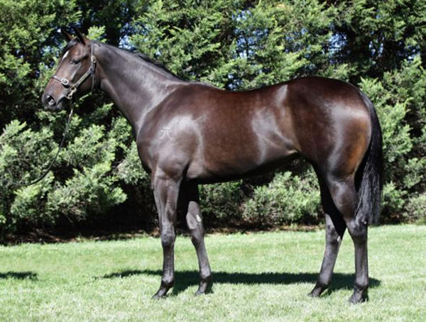 SAfe to Assume was a $500,000 Inglis Easter purchase for James Bester Bloodstock.