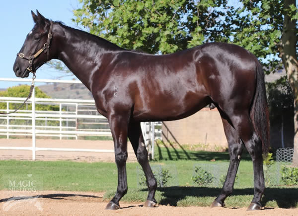 Saffiano made $600,000 at Magic Millions and was the most expensive yearling for his sire sold in 2019 