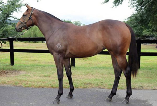 Pictured as a yearling, Sahra was bred by Mike O'Donnell and retained to race.
