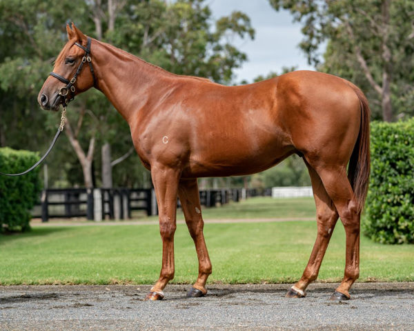 Saif a $290,000 Easter Yearling