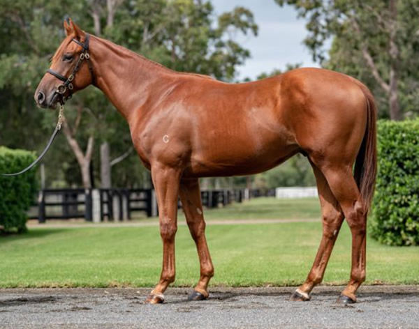 Saif was a $290,000 Inglis Easter purchase from the Coolmore draft