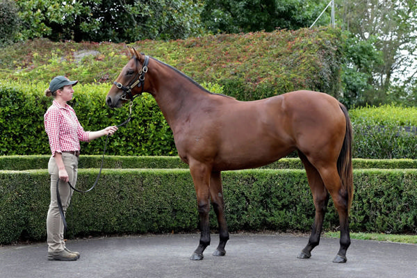 Samarelle was a $250,000 Inglis Easter purchase.