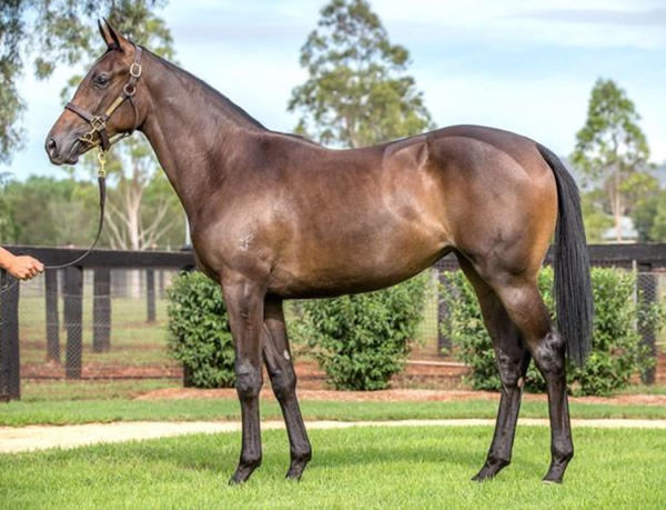 Samian Seussie was a $200,000 Inglis Easter purchase