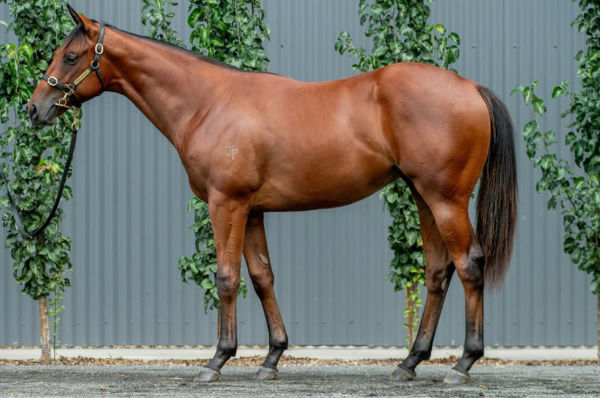 Sanctified was a $260,000 Inglis Classic purchase.