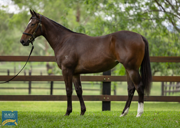 Sapphire Rose was a $200,000 Magic Millions yearling purchase. 