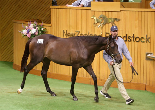Lot 144, a filly by Satono Aladdin from Inthespotlight, sells for $900,000 on Day One at Karaka.  Photo: Trish Dunell