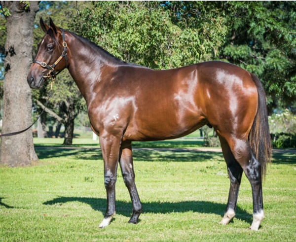 Saturn Star as a yearling.