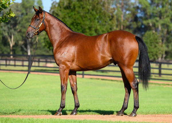 Satirically was an $800,000 Inglis Easter purchase from Widden.