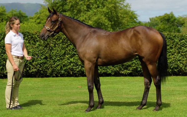 Lot 403 - Savabeel filly from Absolutely Me.