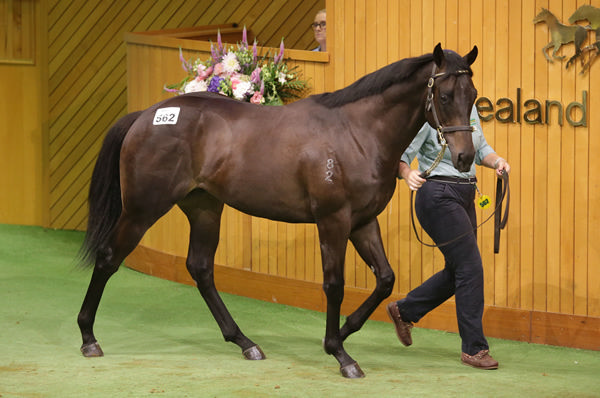 Bjorn Baker purchased the Savabeel colt out of Alam Mo Na for $525,000 on Tuesday. Photo: Trish Dunell