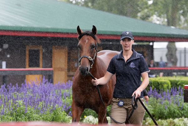 Lot 59, the Savabeel colt out of Fastnet Rock mare Bayrock, was purchased by Te Akau principal David Ellis for $625,000. Photo: Trish Dunell