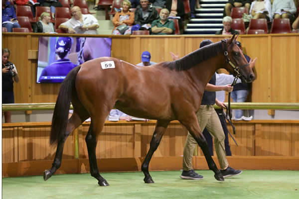 Age of Discovery sold for $625,000 at K1.