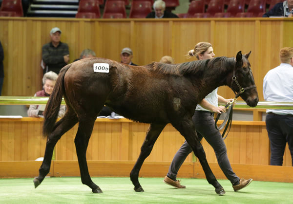 This $360,000 Savabeel colt from Bohemian Lily was the sale-topper.