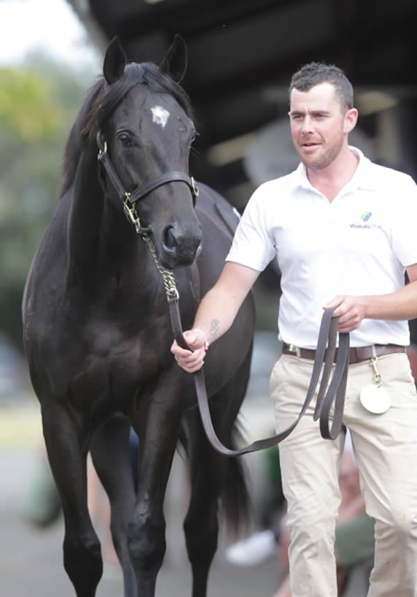 Lot 161, the full-brother to Mo’unga, was purchased out of Waikato Stud’s draft by Annabel Neasham and Tony Fung for $1 million. Photo: Trish Dunell