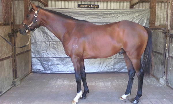 A Sacred Falls colt bought for $39,000 at last year’s NZB National Online Yearling Sale was on-sold at the Ready To Run Sale for $300,000 Photo: supplied