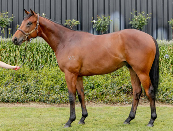 Savabeel colt from Daisy Chain - Lot 65