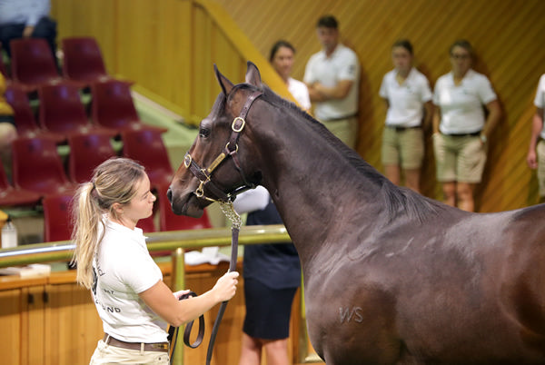 Waikato Stud’s Savabeel colt was knocked down to Craig Rounsefell for $620,000. Photo: Trish Dunell